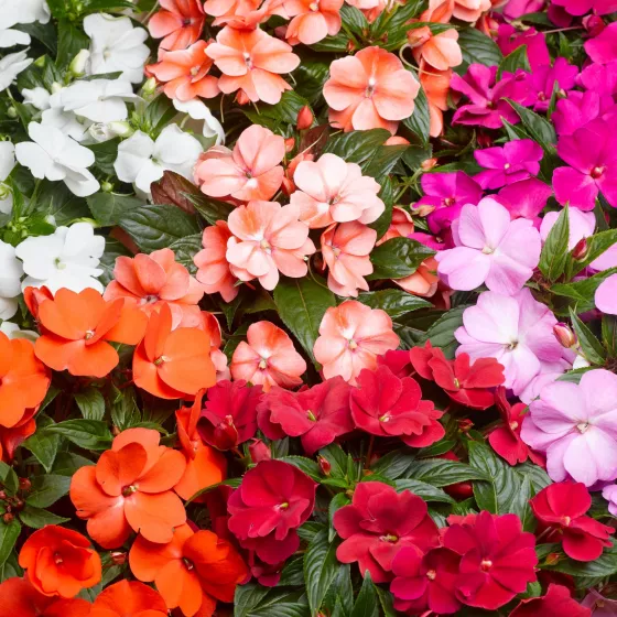 Florific® Mix