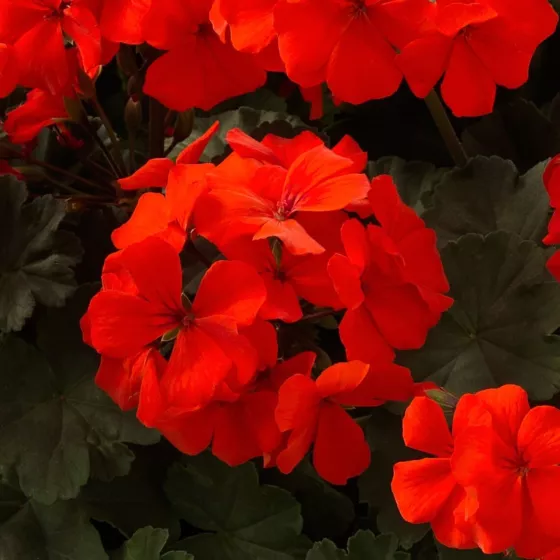 Caliente® Orange