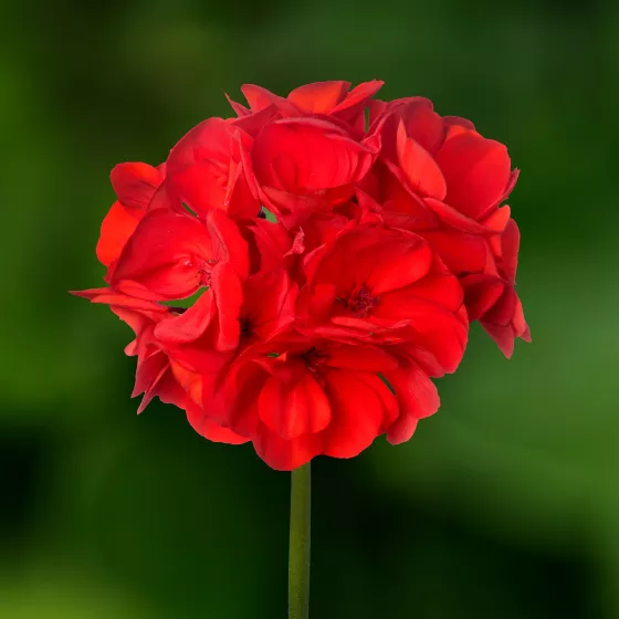 Calliope® Medium Bright Scarlet DL