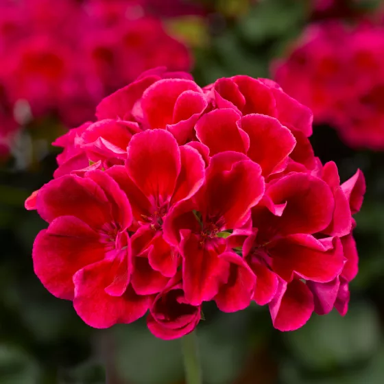 Calliope® Medium Crimson Flame