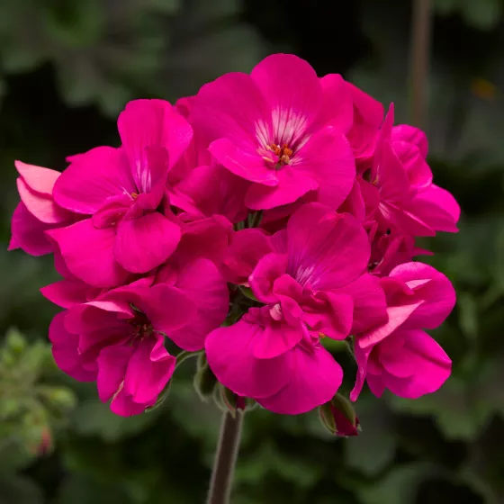 Calliope® Medium Dark Pink DL