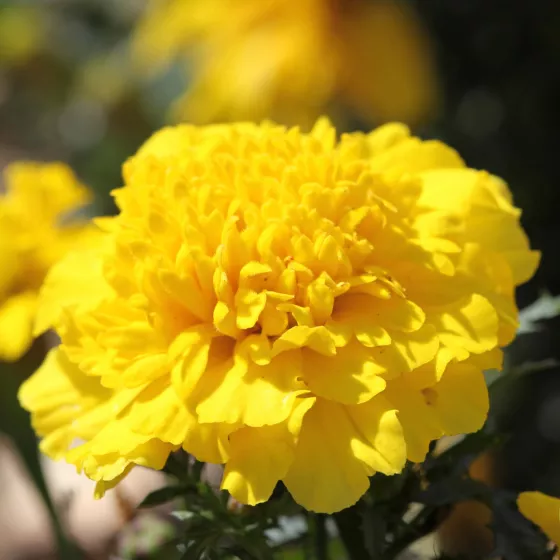 Cresta™ Yellow