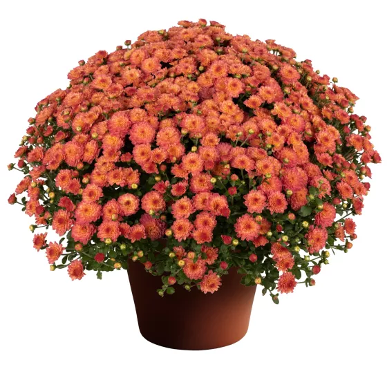 Gigi™ Coral