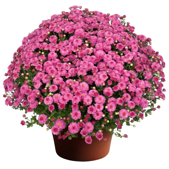 Gigi™ Dark Pink