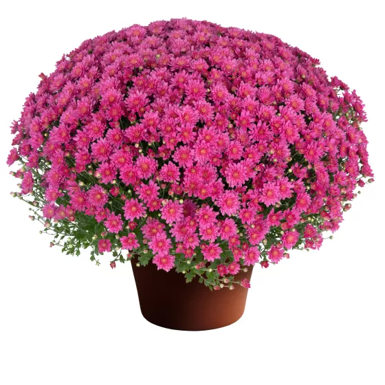 Jacqueline™ Pink