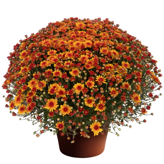 Melanie™ Bronze Bicolor | Syngenta Flowers