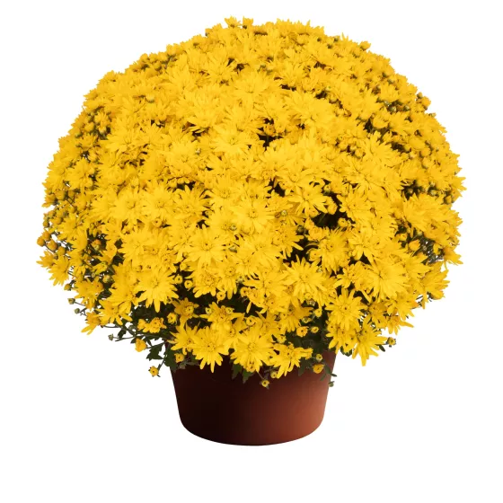 Maria™ Yellow