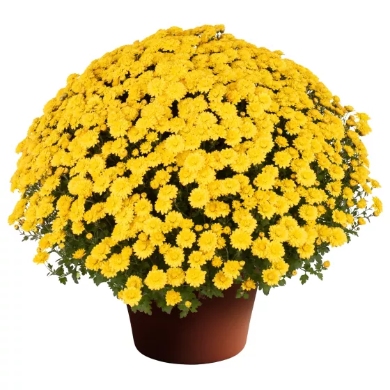 Nikki™ Yellow