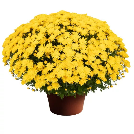 Pamela™ Yellow