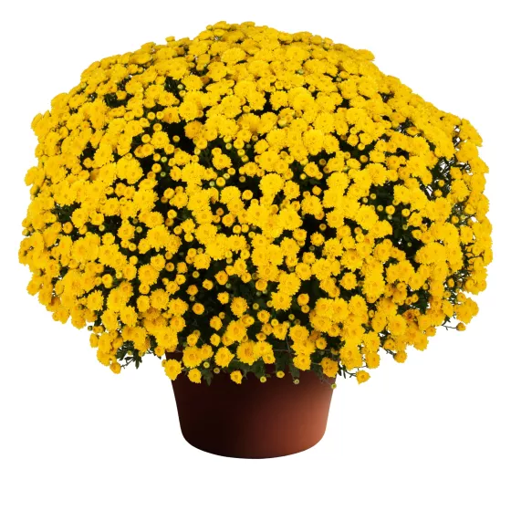 Rhonda™ Yellow