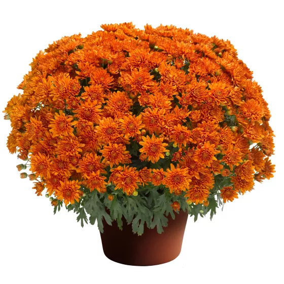 Aubrey™ Orange