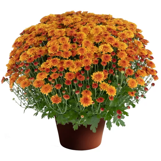 Beatrice Orange Syngenta Flowers beatrice-orange-syngenta-flowers