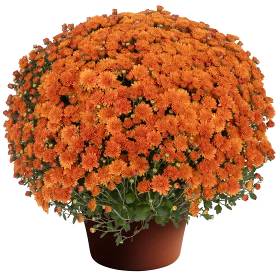 Ursula™ Fancy Orange