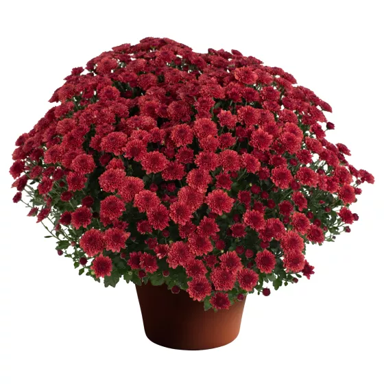 Cheryl™ Jolly Red