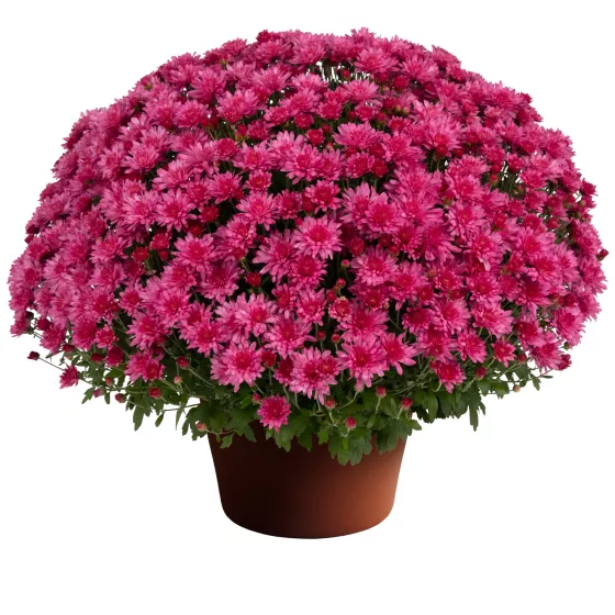 Pamela™ Pink