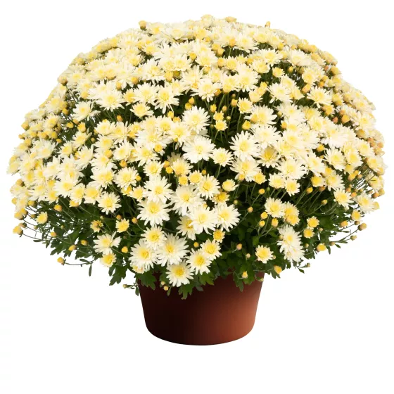 Pamela™ White