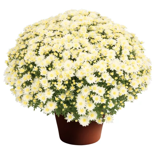 Alexa™ White