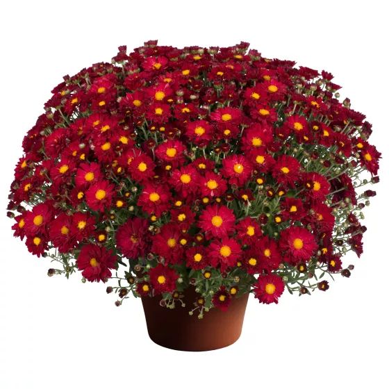 Bonnie™ Red