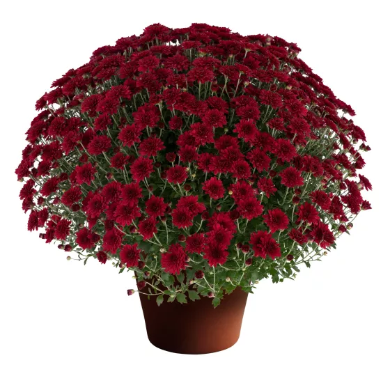 Patty™ Pomegranate