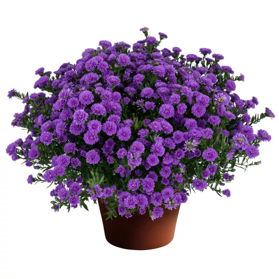 Henry™ III Purple
