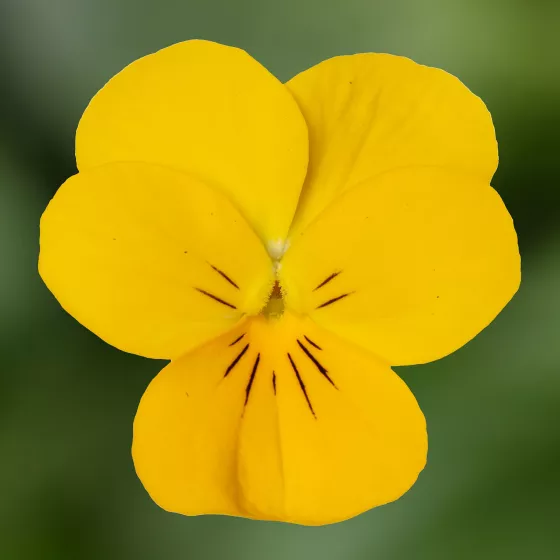 Penny™ Pro Yellow