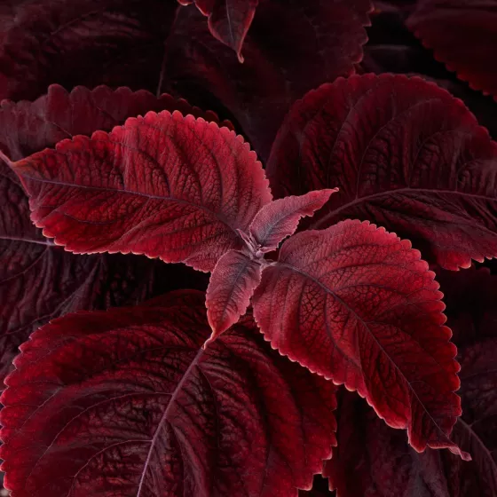 Mezmerize Rusty Red