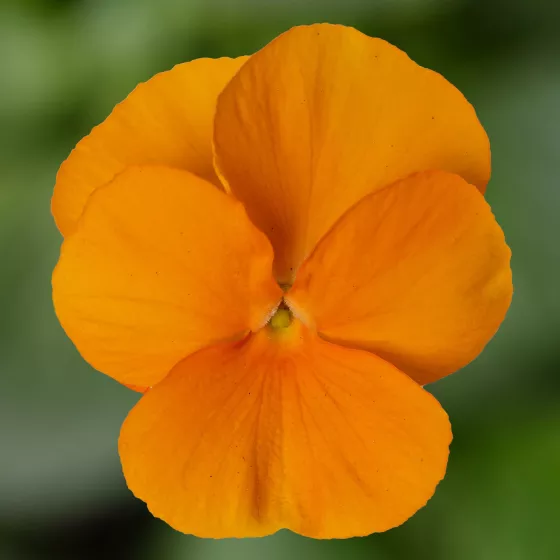 Penny™ Pro Orange