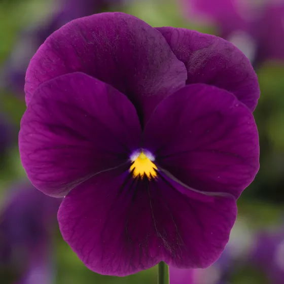 Penny™ Pro Violet