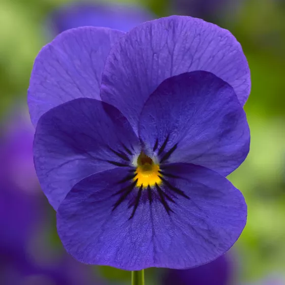 Penny™ Pro Deep Blue