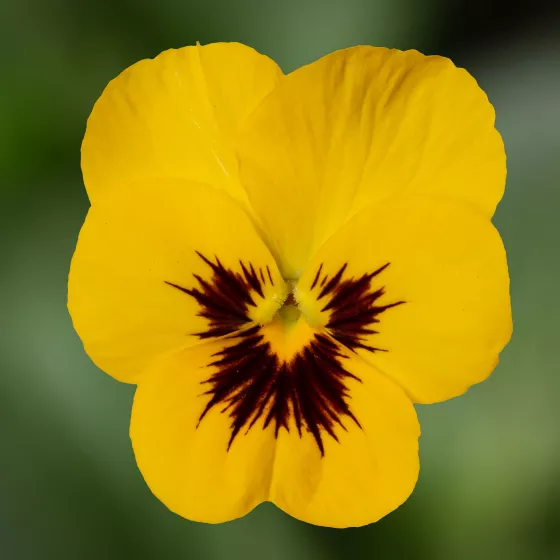 Penny™ Pro Yellow with Blotch Imp.