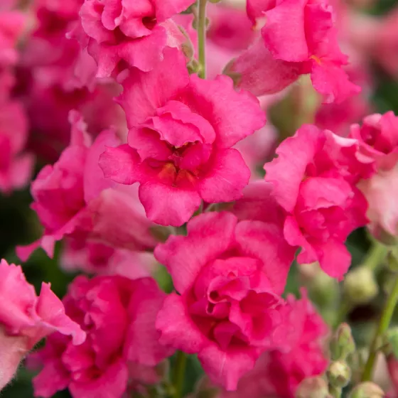 Sweet Duet™ Rose Shades