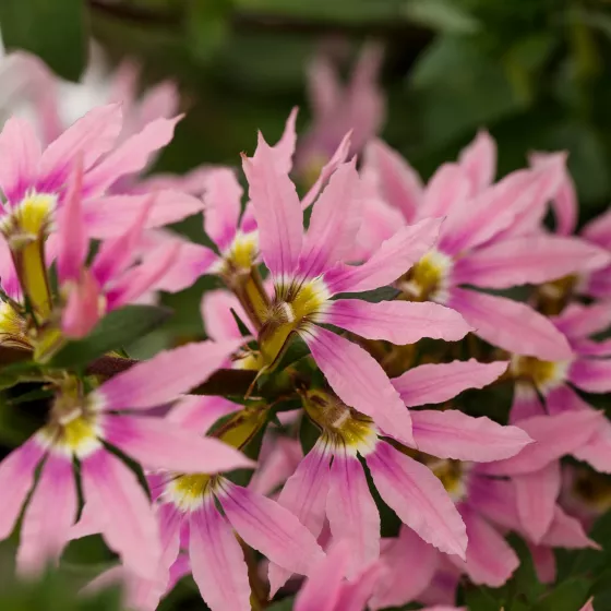 Fanatix™ Pink