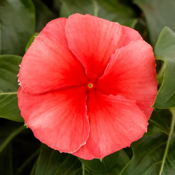 その他 *Flower* Nirvana® XDR Coral | Syngenta Flowers
