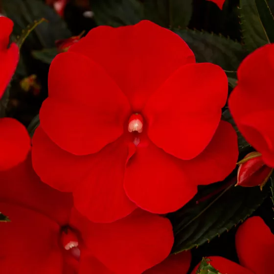 Spectra™ Deep Red