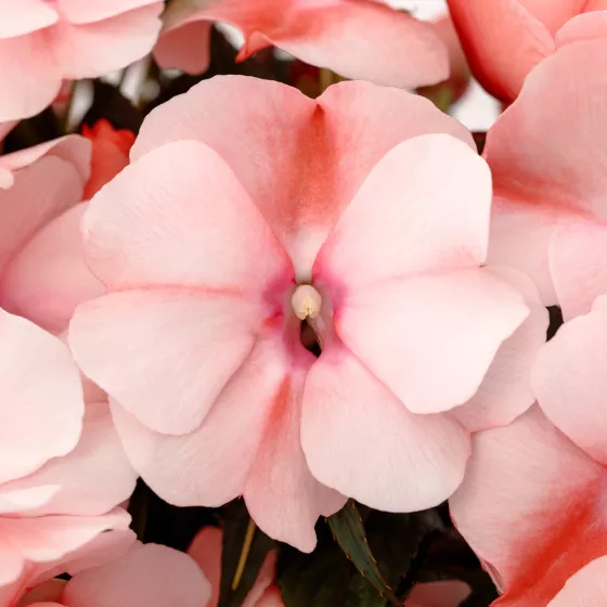 Spectra™ Peach Bicolor