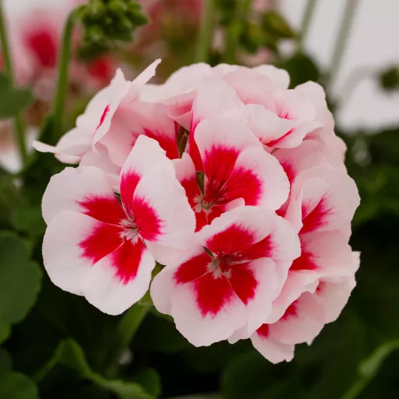 Americana® White Splash Imp.