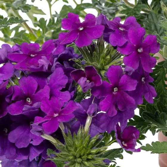 Lanai® Blue Imp.