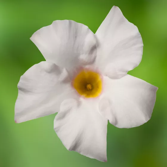 Madinia® Elegant White