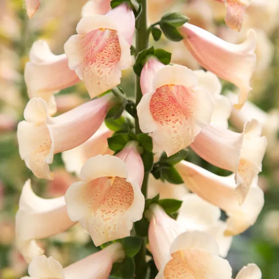 Dottie™ Peach