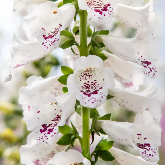 Dottie™ White™