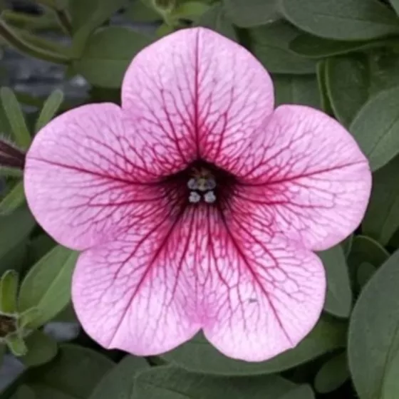 Dekko™ Rose Vein