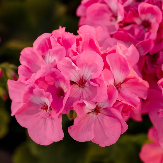 Rocky Mountain™ Pink