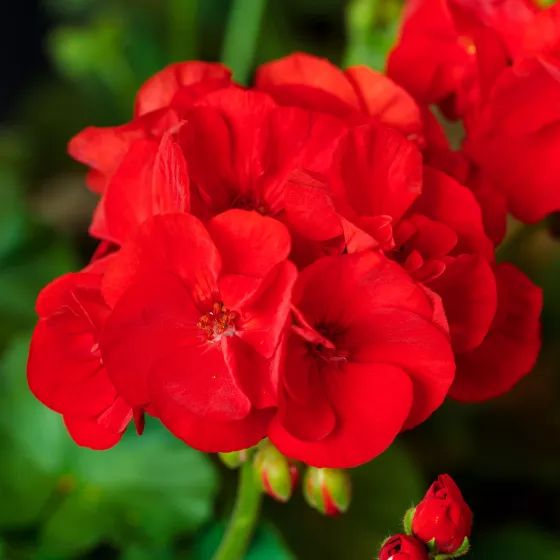 Americana® Bright Red