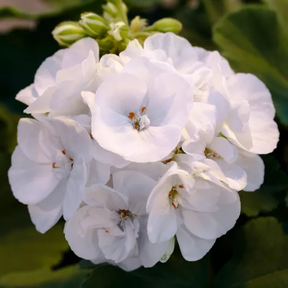 Americana® White