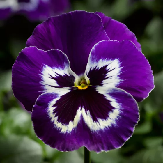 Delta™ Pro Violet & White