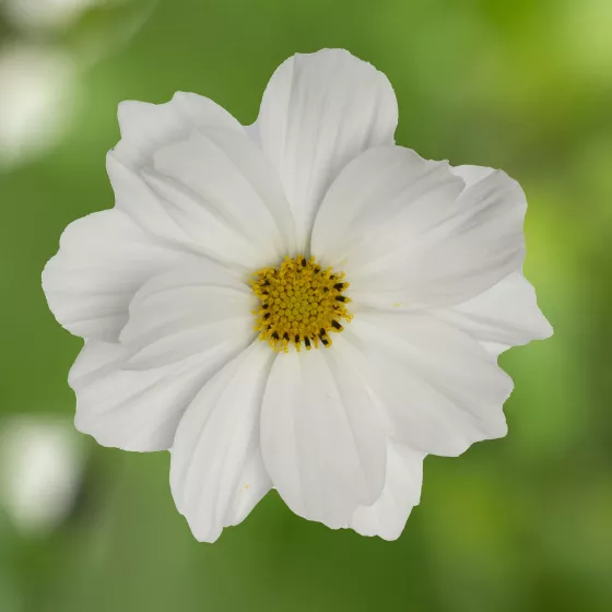 Apollo™ White Imp.