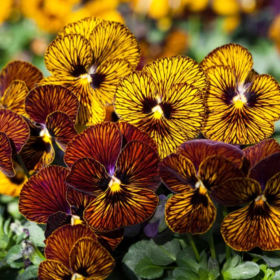 Tiger Eye™ Mix