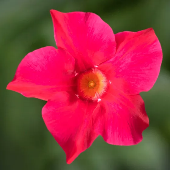 Madinia® Hot Pink