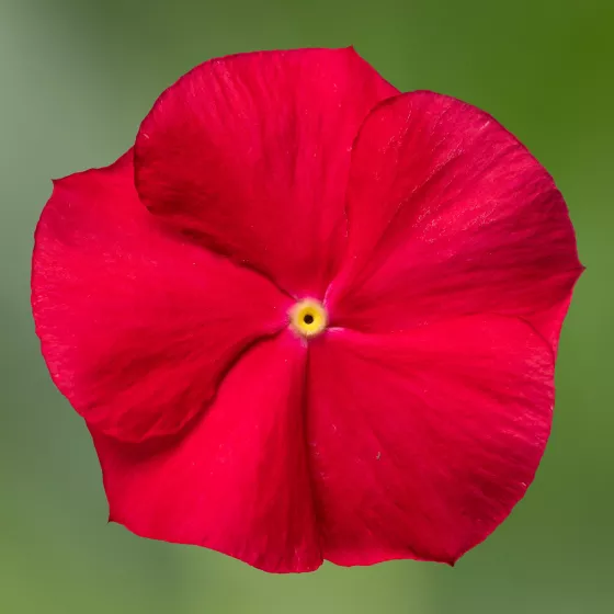 Cora® XDR Red Glow