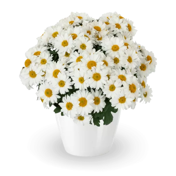 Snappy™ White | Syngenta Flowers